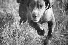 DSC5688_Edited_315-BW