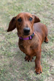 BCA-Show-Dachshund