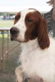 BCA-Show-English-Setter