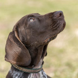 BCA-Show-German-Shorthaired-Pointer-2