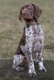BCA-Show-German-Shorthaired-Pointer