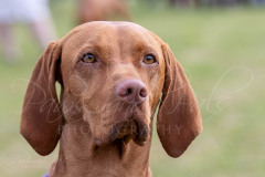 BCA-Show-Hungarian-Vizsla