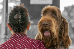 BCA-Show-Itanlian-Spinone-2