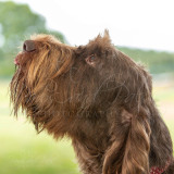 BCA-Show-Itanlian-Spinone