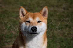 BCA-Show-Japenese-Shiba-Inu
