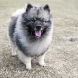 BCA-Show-Keeshond