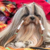 BCA-Show-Lhasa-Apso