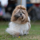 BCA-Show-Lhasda-Apso-2