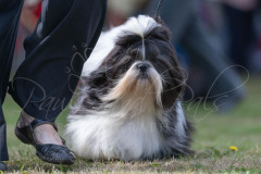 BCA-Show-Lhasda-Apso-3