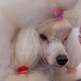 BCA-Show-Poodle-2