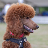 BCA-Show-Poodle-3