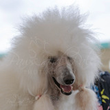 BCA-Show-Poodle