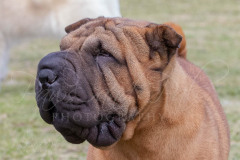 BCA-Show-Shar-Pei