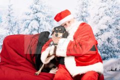 Santa-Paws-10-scaled