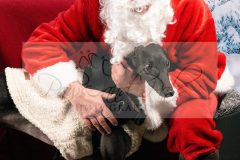 Santa-Paws-13-scaled