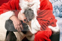 Santa-Paws-16-scaled