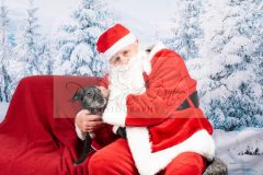 Santa-Paws-20-scaled