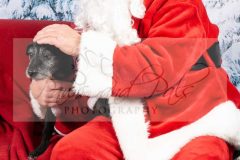 Santa-Paws-21-scaled