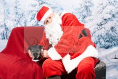 Santa-Paws-22-scaled