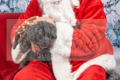 Santa-Paws-25-scaled