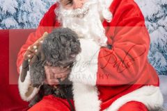 Santa-Paws-26-scaled