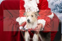 Santa-Paws-39-scaled