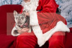 Santa-Paws-41-scaled