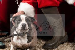 Santa-Paws-42-scaled