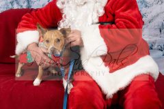 Santa-Paws-49-scaled