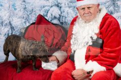 Santa-Paws-54-scaled