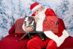 Santa-Paws-55-scaled