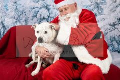 Santa-Paws-64-scaled