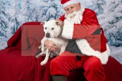 Santa-Paws-65-scaled