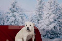 Santa-Paws-66-scaled