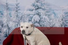 Santa-Paws-67-scaled