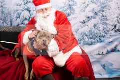 Santa-Paws-68-scaled